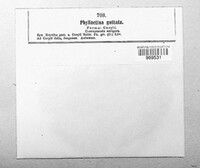 Phyllactinia guttata image